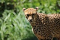 big cat gepard in a german zoo green background