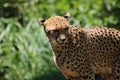 big cat gepard in a german zoo green background