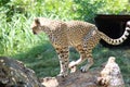 big cat gepard sitting on a tree