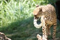 big cat gepard sitting on a tree