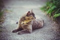 A big cat lies on the path, relaxes in the summer