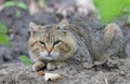 The big cat is lurking, listening to the birds sing, looking for prey Royalty Free Stock Photo