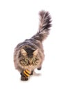 Big cat norvegian with yellow tie Royalty Free Stock Photo