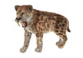 Big Cat Sabertooth Royalty Free Stock Photo