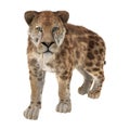 Big Cat Sabertooth Royalty Free Stock Photo