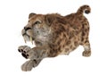 Big Cat Sabertooth Royalty Free Stock Photo
