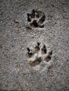 Big cat sign claw prints in the dirt literally an ally in the middle of town Royalty Free Stock Photo