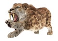 Big Cat Smilodon