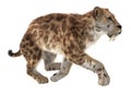 Big Cat Smilodon