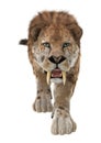 Big Cat Smilodon