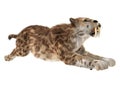 Big Cat Smilodon