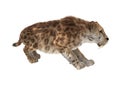 Big Cat Smilodon