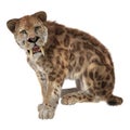 Big Cat Smilodon