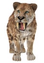 Big Cat Smilodon Royalty Free Stock Photo