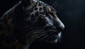 Big cat staring, striped fur, selective focus on majestic eye generated by AI Royalty Free Stock Photo