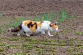 A big cat with white, black and orange fur walks around the garden. Cat on the hunt Royalty Free Stock Photo