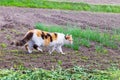 A big cat with white, black and orange fur walks around the garden. Cat on the hunt Royalty Free Stock Photo