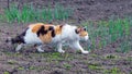 A big cat with white, black and orange fur walks around the garden. Cat on the hunt Royalty Free Stock Photo