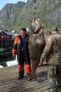 Big catch on Lofoten Islands