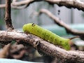 Big cater pillar on a branch