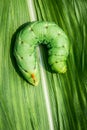 Big caterpillar Royalty Free Stock Photo