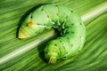 Big caterpillar Royalty Free Stock Photo