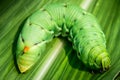 Big caterpillar Royalty Free Stock Photo