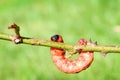 Big caterpillar. Royalty Free Stock Photo