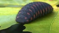 Big caterpillar black with red dots eating leaf 3d illustration