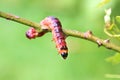 Big caterpillar. Royalty Free Stock Photo