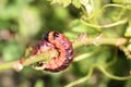 Big caterpillar. Royalty Free Stock Photo