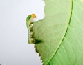 Big caterpillar eating green leaf. Insect isolated on white background Royalty Free Stock Photo