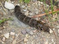 Big caterpillar elephant hawk moth butterfly Royalty Free Stock Photo