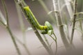 Big caterpillar green eating on tree.