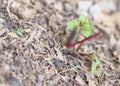 Big caterpillar insect damaging red Swiss chard plant at organic vegetable garden near Dallas, Texas, USA