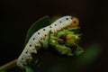 Big Caterpillar sitting majesticly on a Plant Royalty Free Stock Photo