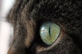 Big cats eyes Royalty Free Stock Photo