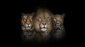 Big cats: Lion, tiger and spotted leopard, together on black background