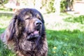 Big Caucasian Shepherd Dog Royalty Free Stock Photo