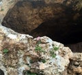 Big cave with a flower.