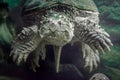 big cayman turtle underwater close up