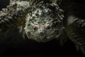 Big cayman turtle underwater close up