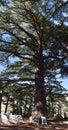 Big cedar tree in Cedar forest in village called `les Cedres`, or `Arz` in Lebanon