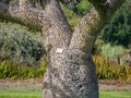 Big Ceiba speciosa