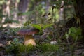 Big cep mushroom grow in moss forest Royalty Free Stock Photo