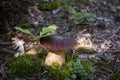 Big cep mushroom grow in moss wood Royalty Free Stock Photo