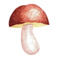 Big cep porcini mushroom boletus edulis isolated on white background. Watercolor hand drawn illustration Royalty Free Stock Photo