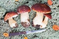 Big cepes and leaves on a forest moss Royalty Free Stock Photo