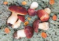 Big cepes and leaves on a forest moss Royalty Free Stock Photo