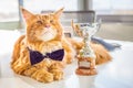 Big Champion Red Maine Coon Cat lying on the White Table with His Golden Trophy Royalty Free Stock Photo